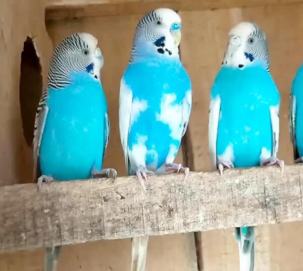 عکس مرغ عشق آبی و زرد