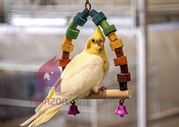 عکس عروس هلندی تازه دونخور شده