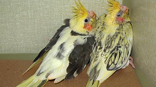 عکس عروس هلندی تازه دونخور شده