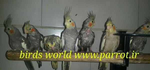 عکس عروس هلندی تازه دونخور شده
