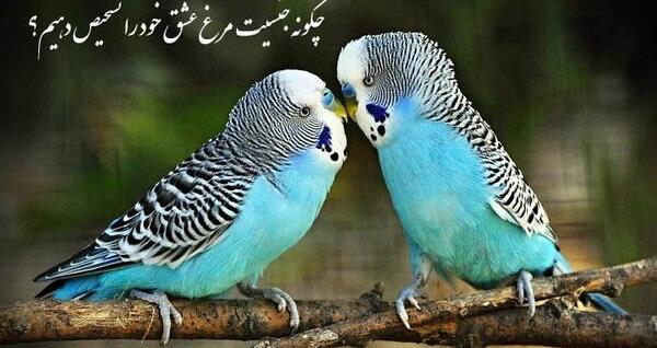 عکس مرغ عشق عاشقانه