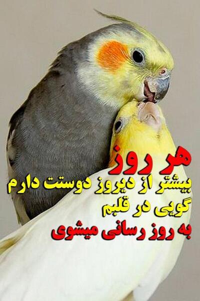 عکس مرغ عشق عاشقانه