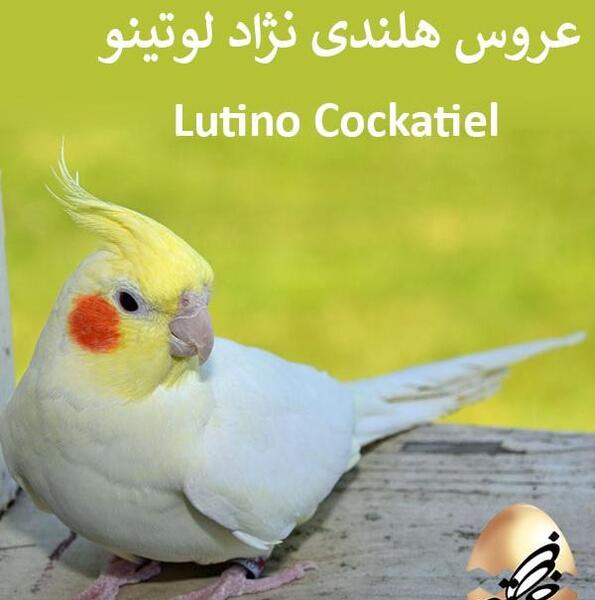 عکس عروس هلندی لوتینو زرد