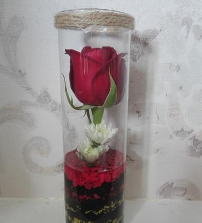 عکس گل طبیعی هدیه