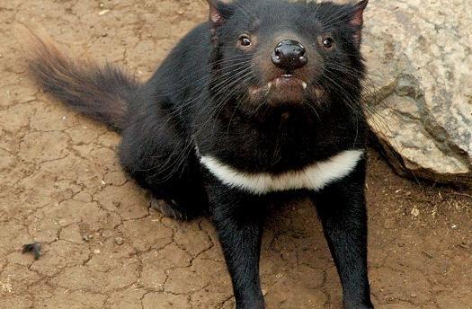 عکس شیطان حیوان