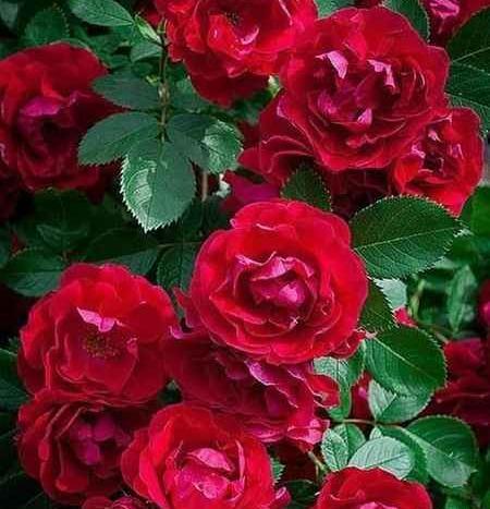 عکس نوشته با گل زیبا