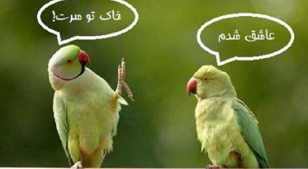 عکس نوشته تو شدی همه وجودم