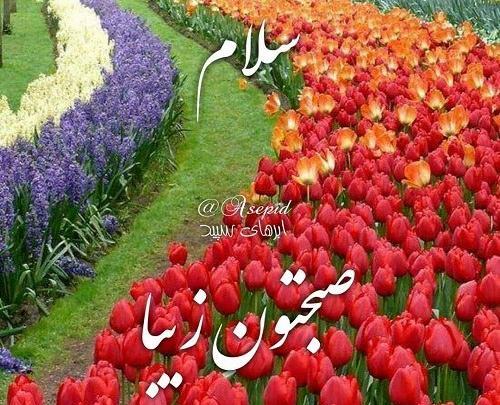 عکس برف صبح