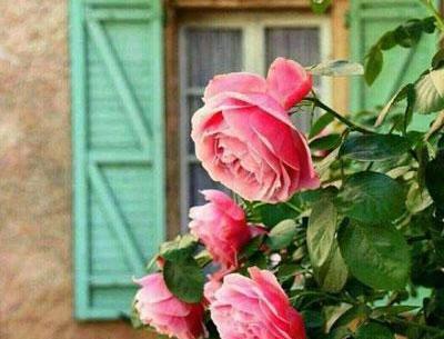 عکس نوشته زندگی زیباست ای زیبا پسند