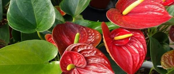 عکس گل طبیعی با اسم
