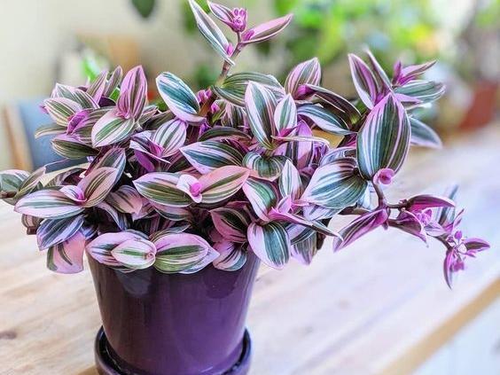 عکس گل طبیعی با اسم