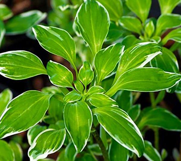 عکس گل طبیعی با اسم