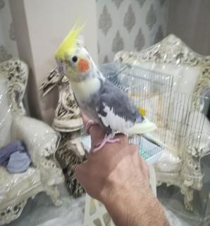 عکس عروس هلندی شیطون