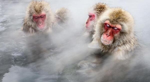عکس میمون ژاپنی