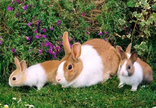 عکس خرگوش طلایی و سفید