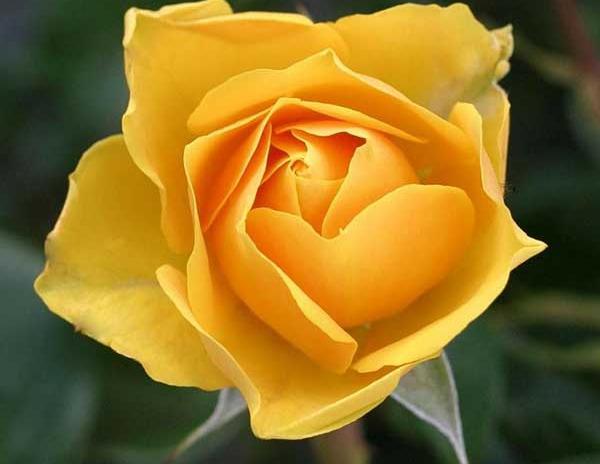 عکس گل طبیعی زرد