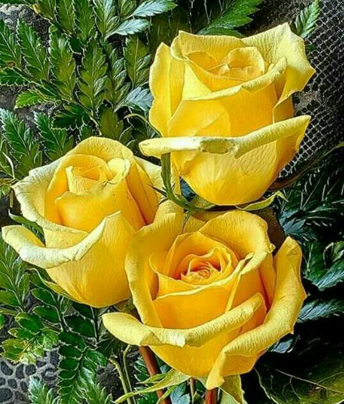 عکس گل طبیعی زرد
