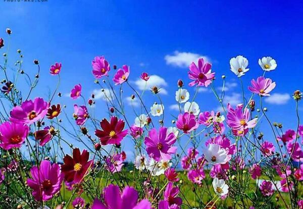 عکس تصاویر گل طبیعی زیبا