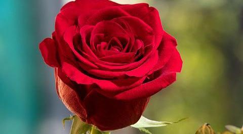 عکس گل طبیعی قرمز
