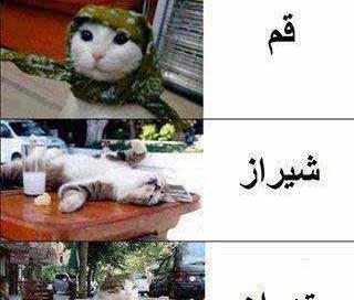 عکس های خنده دار از گربه ها