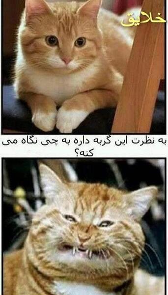 عکس های خنده دار از گربه ها