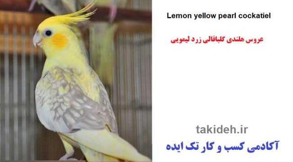 عکس عروس هلندی پروانه ای