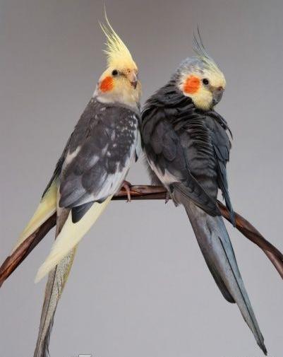 عکس عروس هلندی پروانه ای