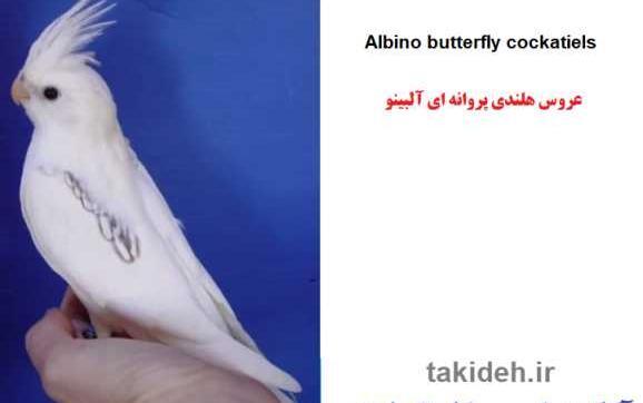 عکس عروس هلندی پروانه ای