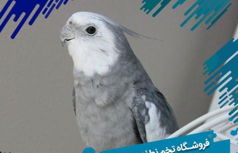 عکس عروس هلندی وایت فیس نر