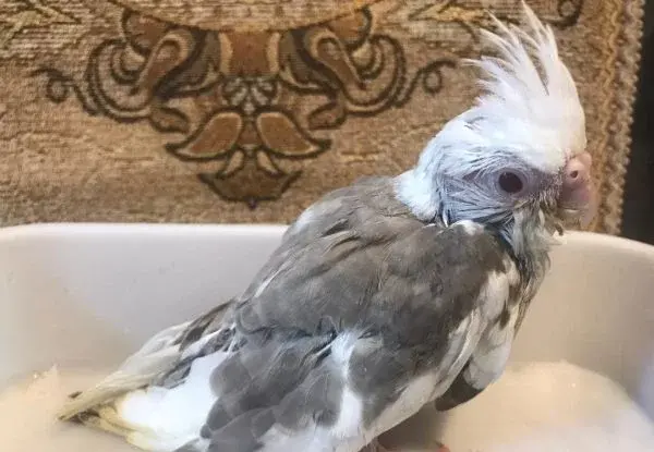 عکس جوجه ی عروس هلندی