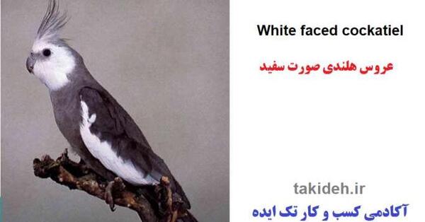 عکس عروس هلندی وایت