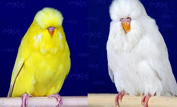 عکس مرغ عشق کرمینو