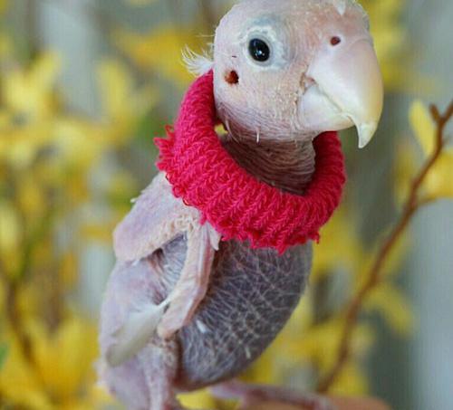عکس مرغ عشق طوقی