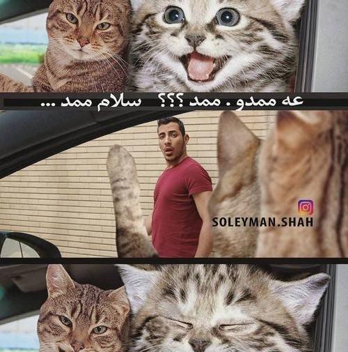 عکس خنده دار از گربه ها