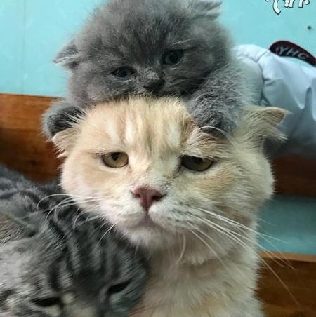 عکس خنده دار از گربه ها