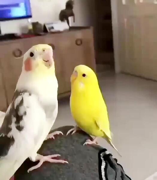 عکس مرغ عشق هلندی زرد