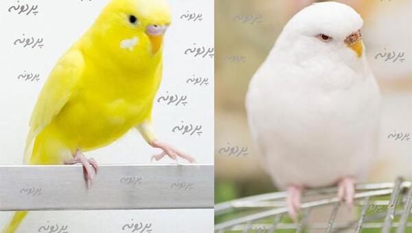 عکس مرغ عشق هلندی زرد