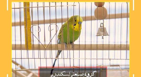 عکس مرغ عشق داخل قفس