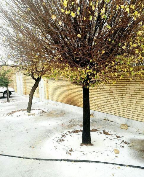 عکس برف یزد