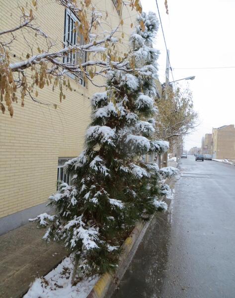 عکس برف یزد