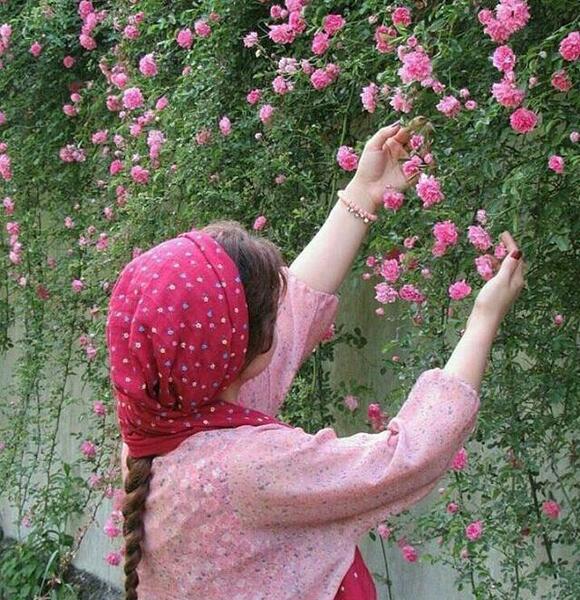 عکس طبیعت گل محمدی