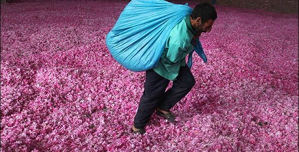 عکس طبیعت گل محمدی