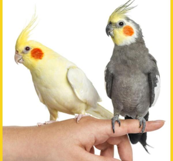 عکس های عروس پرنده