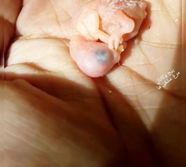 عکس جوجه مرغ عشق یک روزه