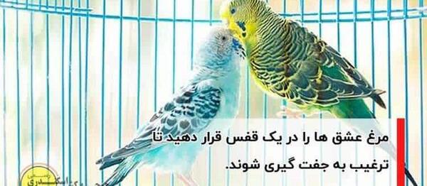 عکس مرغ عشق تو قفس