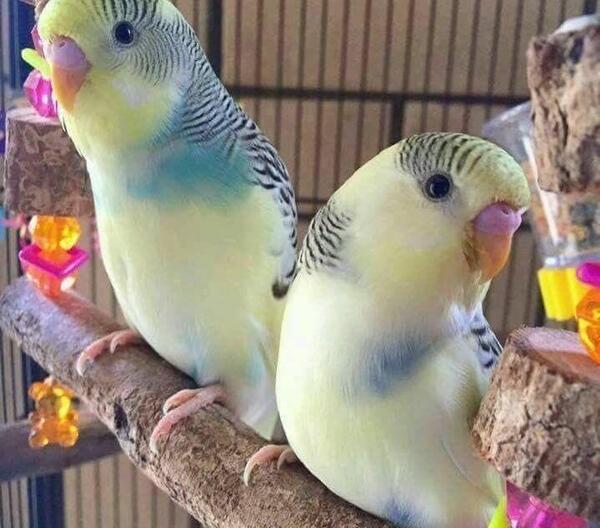 عکس مرغ عشق تو قفس