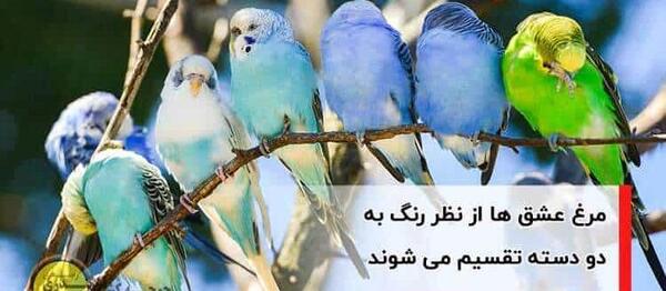 عکس مرغ عشق تاجدار