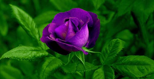 عکس گل طبیعی در طبیعت
