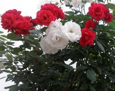 عکس گل طبیعی در طبیعت
