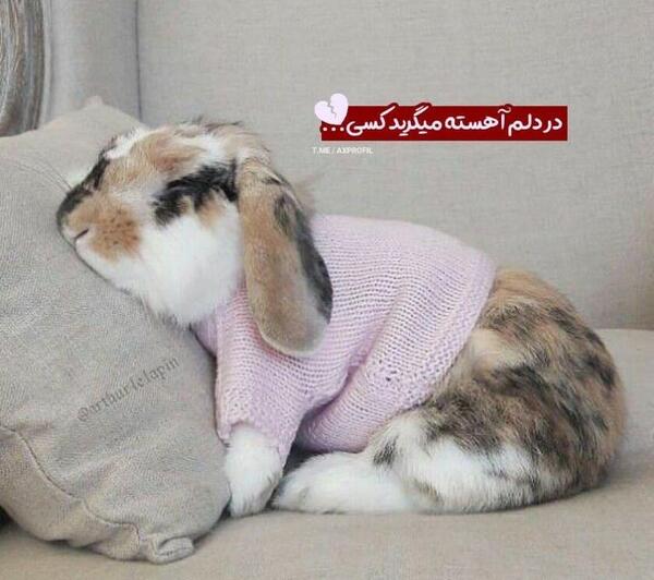 عکس خرگوش برای پروفایل واتساپ